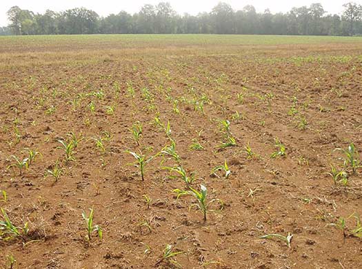 Corn stand loss from sugarcane beetle feeding