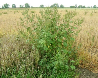 Photo - insect egg laying site - giant ragweed and grasses