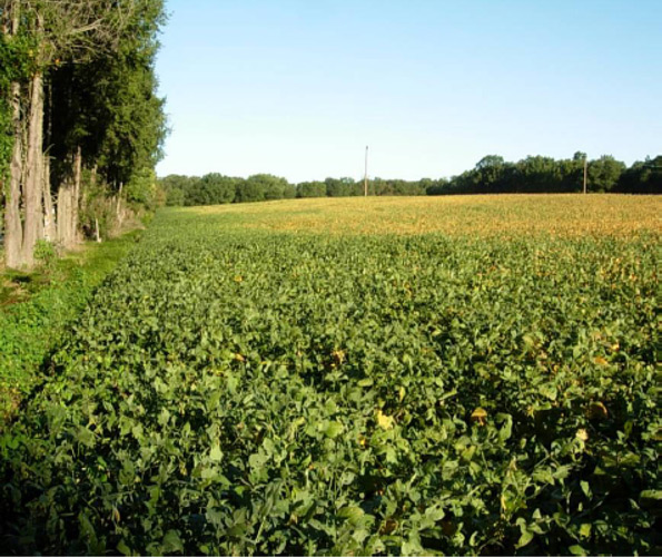 Photo - Green soybeans along field edge showing delayed maturity due to BSMB feeding.
