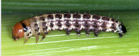 Photo - Hop vine borer - no stripe on side of head - burrows up from root