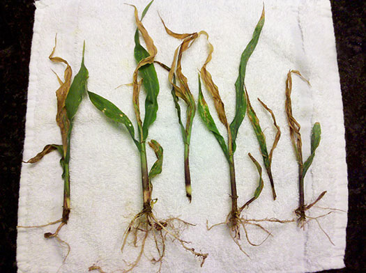 Corn plants injured by sugarcane beetle feeding