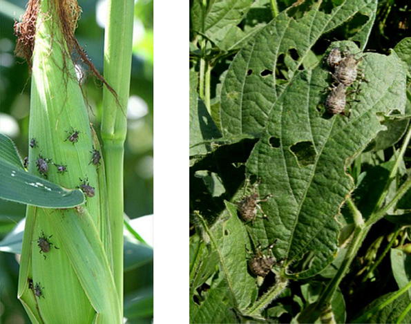 Photos - Side by side 
 - soybean leaves and corn ears showing insect infestation and feeding damage