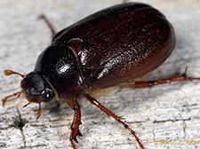 June beetle - adult