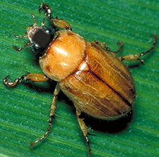 Masked Chafer - adult