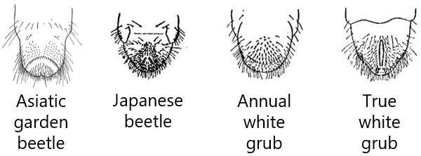 Raster patterns of Asiatic garden beetle and other grubs common to field crops