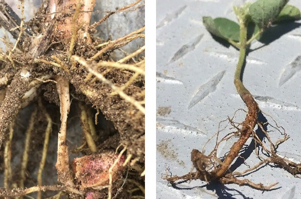 Root damage on corn and soybean seedlings caused by Asiatic garden beetle feeding in Indiana in 2018