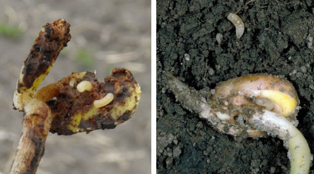 Photo - side by side -  Left - Seedcorn maggot feeding on soybean cotyledons. Right - Mature seedcorn maggot larvae found in the soil.