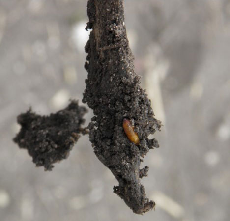 Photo - Pupae of seedcorn maggot found in a soybean field.