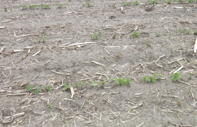 Photo - Poor stand establishment in a soybean field due to seedcorn maggot damage.