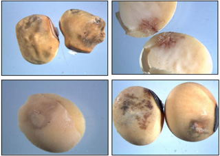 Photo - soybeans showing BMSB feeding damage