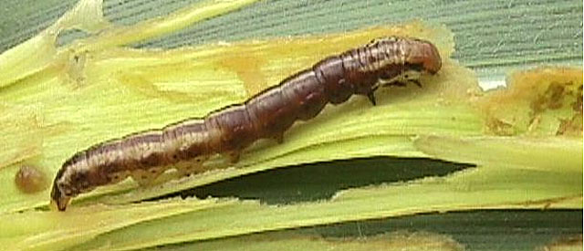 Photo - closeup stalk borer larva on leaf