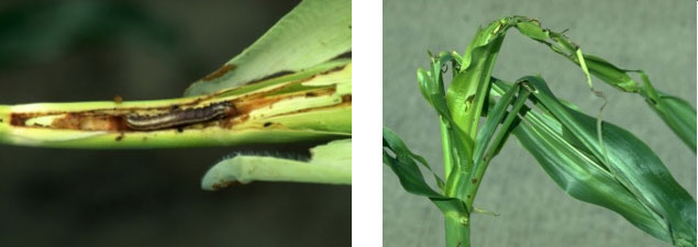 Photos - Side by side - stalk borer tunneling into plant stalk and damaged corn plant