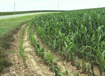 Photo - stunted corn plants in border rows infested with stalk borers.