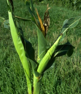 Photo - stunted ears on corn plant - insect damage
