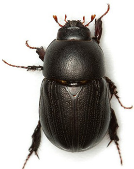 Sugarcane beetle adult