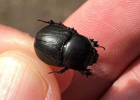 Sugarcane beetle adult - on thumb - size perspective