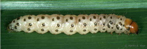 Photo - Southwestern corn borer - dark spots - no stripe on side of head