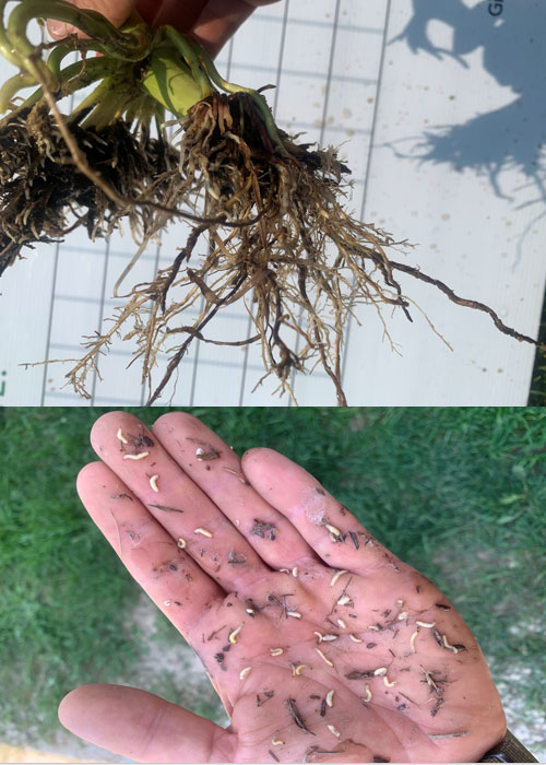 Photo - Rootworm root floats resulted in heavy levels of larvae per plant