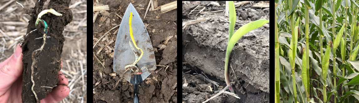 Photo - Series showing corn problems during the season.