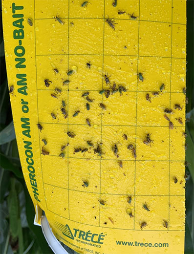 Photo - sticky trap - adult corn rootworm beetles