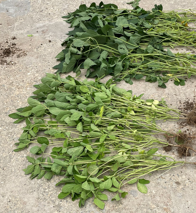 Photo comparing poorly nodulated soybeans to well nodulated..