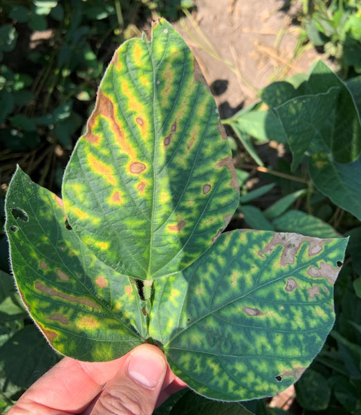 Photo - SDS symptoms on soybean leaf.