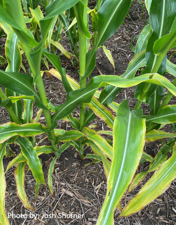 Photo - Corn plants showing symptoms of nutrient deficiency.