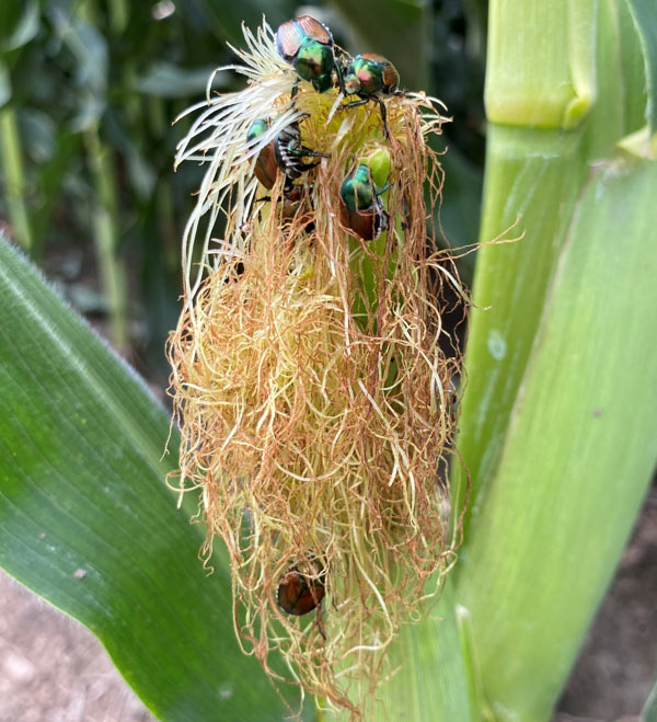 Photo - Japanese beetles on corn tassel