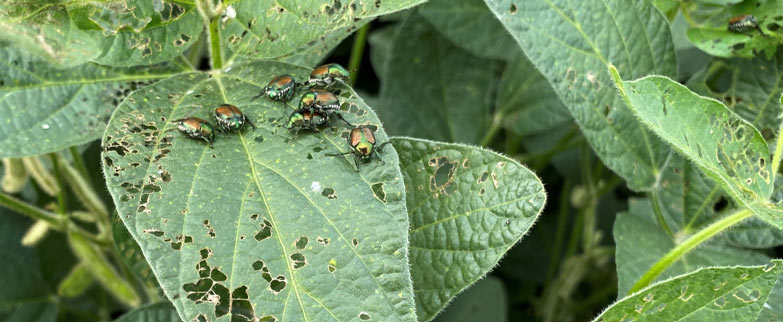 Photo - Japanese beetles on soybean leaves
