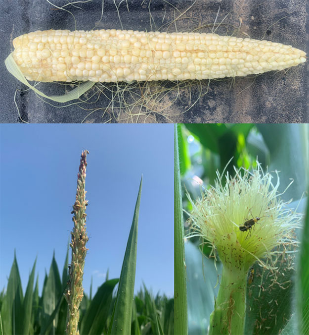 Photo - Injury to corn plants from CRW feeding.