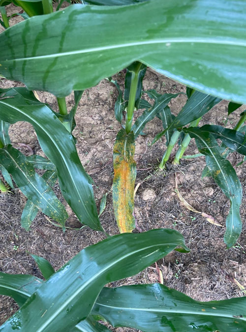 Photo - southern rust symptoms on corn leaf.