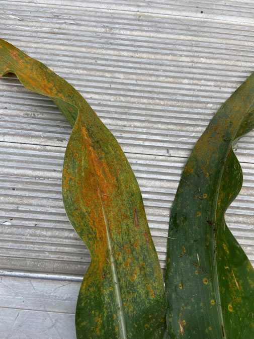 Photo - southern rust symptoms on corn leaf.