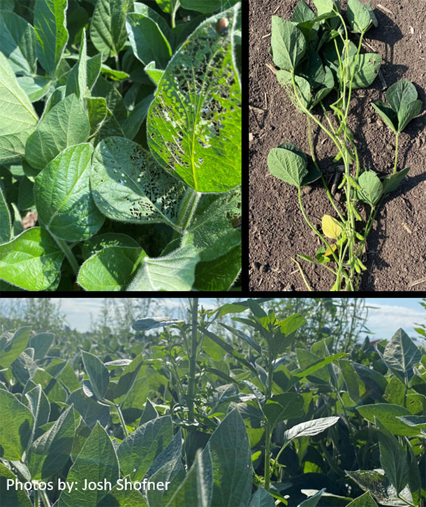 Photo - Soybeans under weed and insect pressure