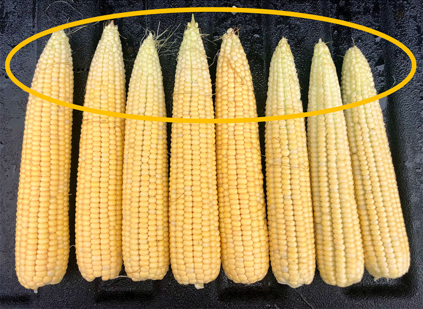 Photo - Mature corn ears - 12 ears