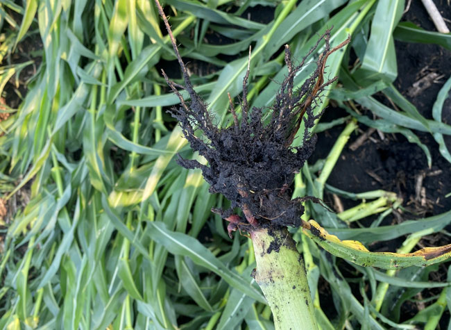 Photo - Closeup of corn rootworm damage.