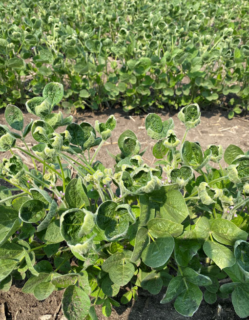Photo -  - soybeans showing dicamba injury