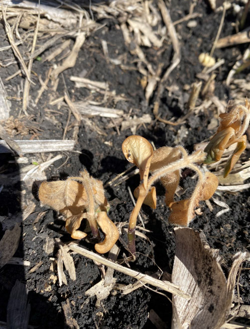 Photo - frost-damaged soybeans