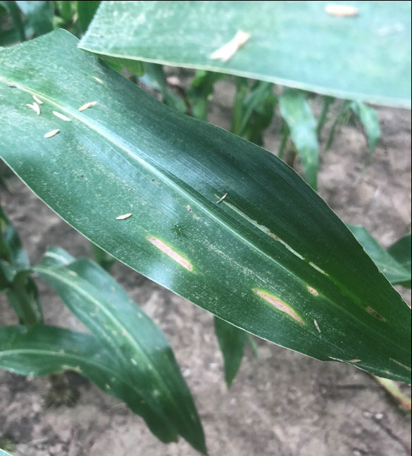 Photo - Closeup of corn leaf.