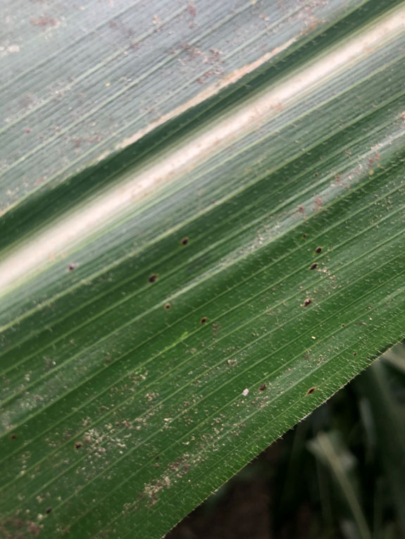 Photo - Closeup of corn leaf.
