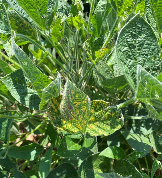 Photo - Frogeye Leaf Spot - soybeans