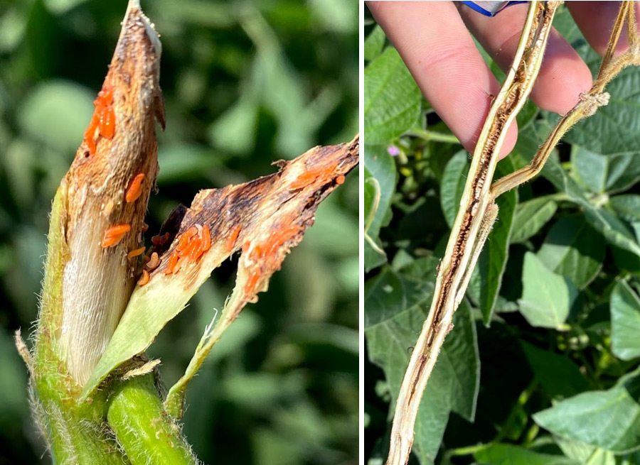 Photo - gall midge and stem borer symptoms on soybean plants