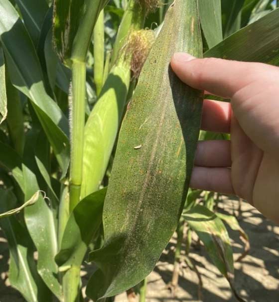 Photo - Tar spot symptoms on corn leaf.