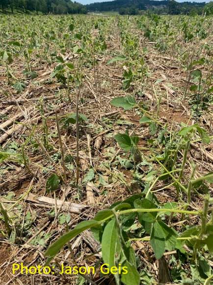 drought stress in soybeans