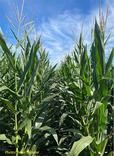 corn plants in field closeup - later in season