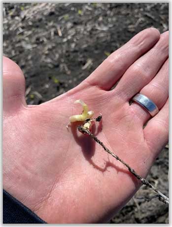 Emergence stressed corn and soybeans across eastern IL that were planted in the early April window