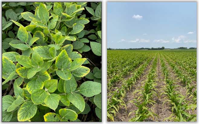 drought stress in soybeans and corn