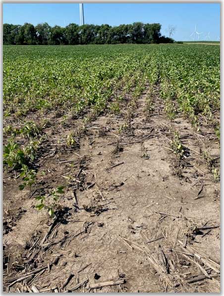 early corn field - disease damage