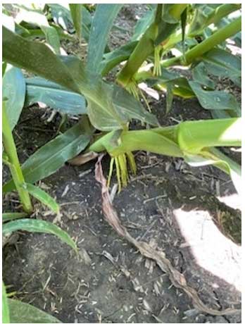 corn plants damaged from drought