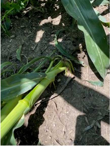 corn plants damaged from drought
