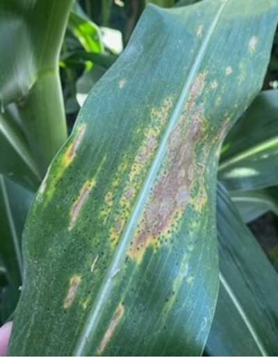 Tar spot symptoms on corn leaf